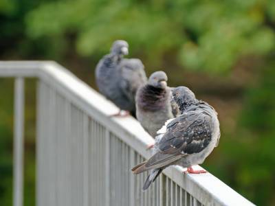 birds-6768166_960_720 birds-6768166_960_720