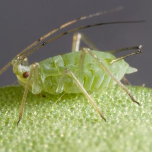 bluegreen-aphid-Andrew-Weeks-Cesar-Australia-1024x682