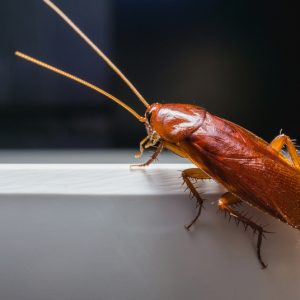 Close up Cockroach on white a bowl