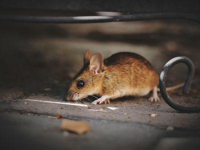 house-mouse-5375101_960_720