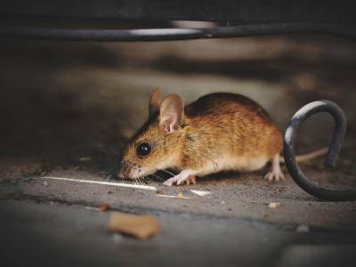 house-mouse-5375101_960_720 house-mouse-5375101_960_720