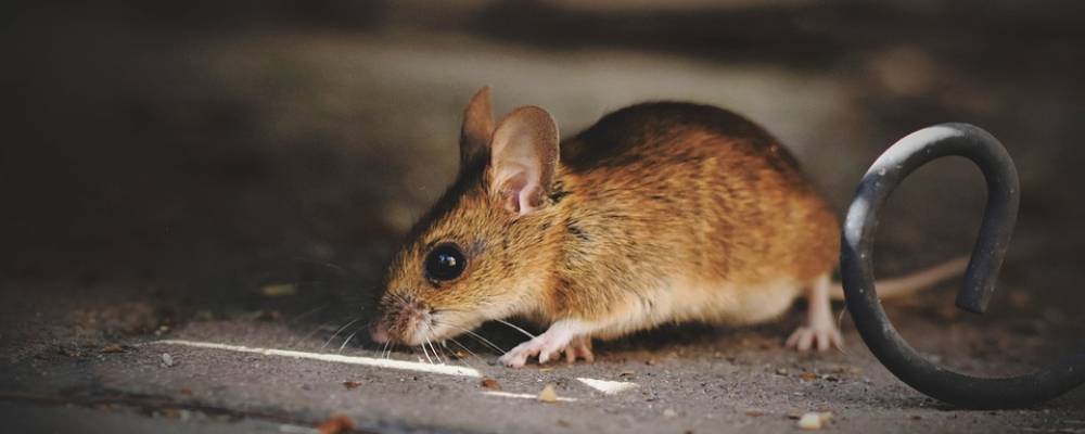 house-mouse-5375101_960_720 house-mouse-5375101_960_720