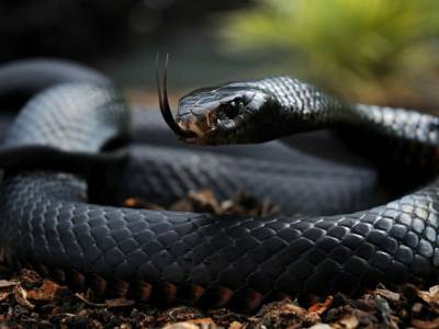 reptil reptil