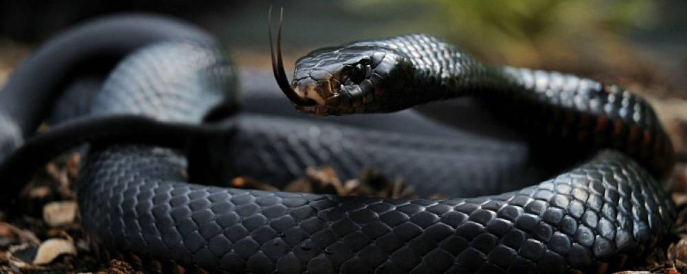 reptil reptil